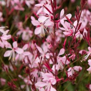 Gaura lindheimeri - Díszgyertya "Pink Bouquet" (min. 10 szem)