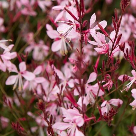 Gaura lindheimeri - Díszgyertya "Pink Bouquet" (min. 10 szem)
