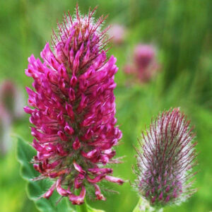 Trifolium rubens - Pirospozsgás lóhere (min. 20 szem)