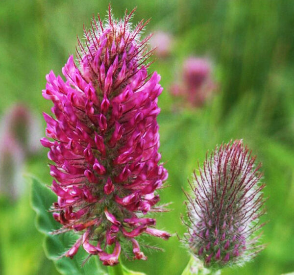 Trifolium rubens - Pirospozsgás lóhere (min. 20 szem)