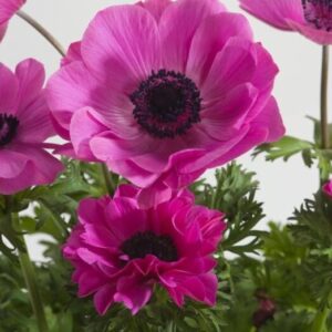 Anemone coronaria - Szellőrózsa "Marianne Orchid" (3 db)