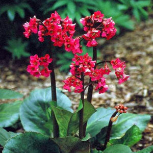 Bergenia cordifolia - Szívlevelű bőrlevél "Red" (min. 10 szem)