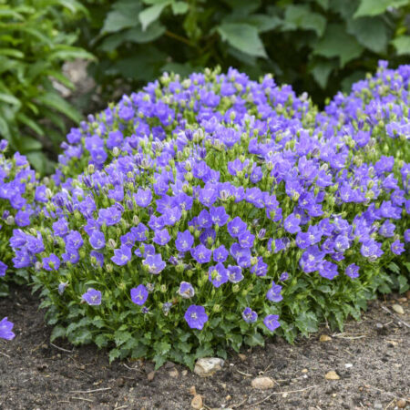 Campanula carpatica - Kárpáti harangvirág (min. 20 szem)