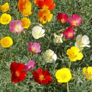 Eschscholzia - Kaliforniai kakukkmák "Californica Mix" (min. 20 szem)