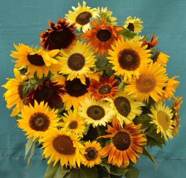 Helianthus anuus - Napraforgó "Autumn Mix" (12 szem mag)