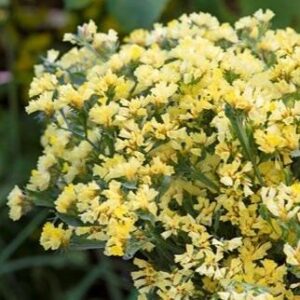 Limonium bonduelii - Halványsárga sóvirág (min. 20 szem)