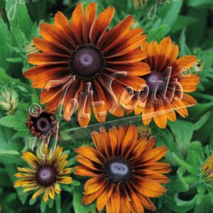 Rudbeckia hirta - Kúpvirág "Cappuccino" (min. 20 szem)