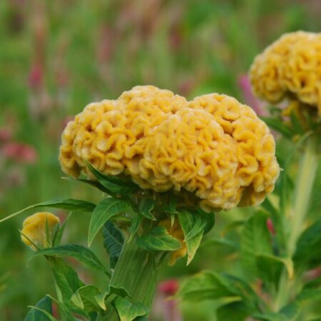 Celosia argentea - Tarajos celózia "Chief Gold" (min. 20 szem)