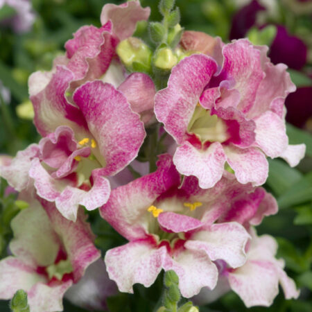 Antirrhinum majus - Tátika "Sweet Duet Lavender" (min 20 szem)