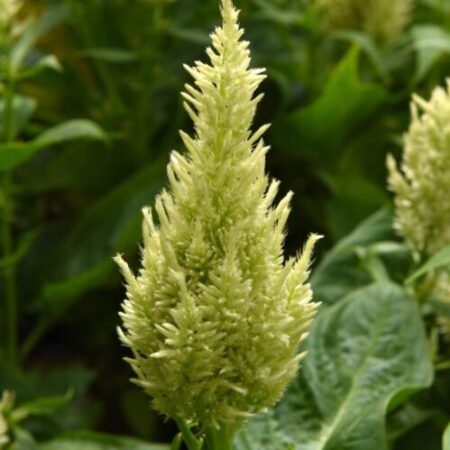 Celosia plumosa - Tollas celózia "Sunday Green" (min. 20 szem)