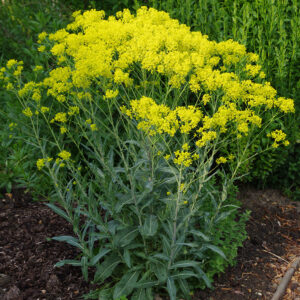 Isatis tinctoria - Festőfű (min. 20 szem)