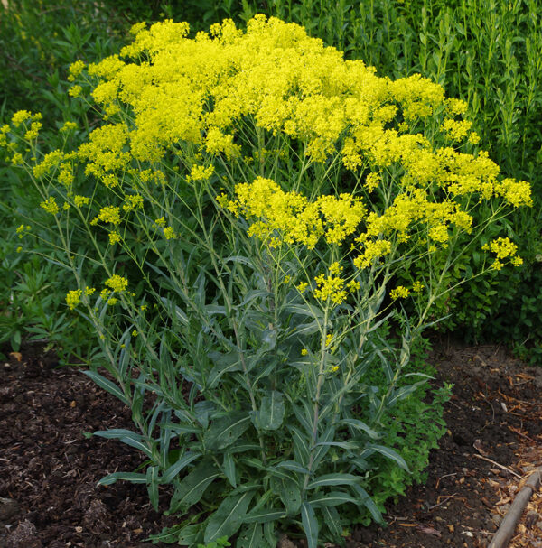 Isatis tinctoria - Festőfű (min. 20 szem)
