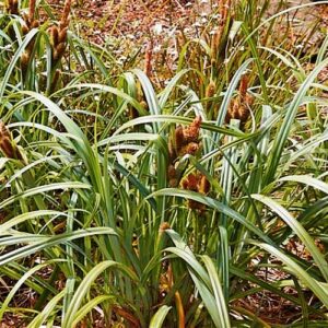 Carex trifida - Madársás "Muttonbird" (min. 10 szem)