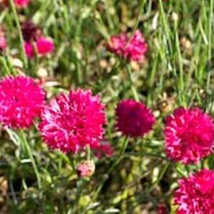 Centaurea - Búzavirág "Ball Pink" (min 50 szem)
