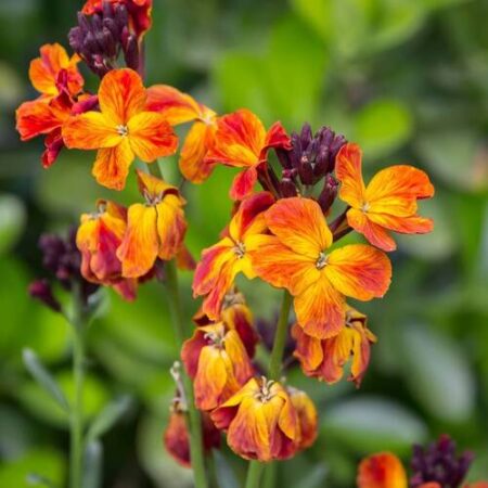 Erysimum cheiri - Sárgaviola "Fire King" (min. 20 szem)
