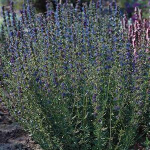 Hyssopus officinalis - Kerti izsóp "Blue" (min. 20 szem)