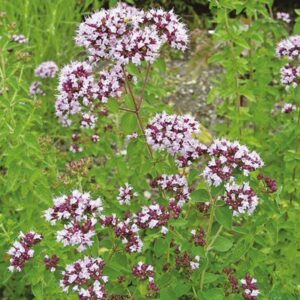 Origanum vulgare ferus - Vad oregánó (min. 40 szem)