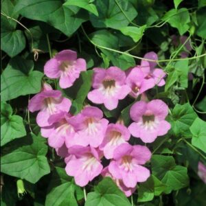 Asarina scandens - Futó oroszlánszáj "Mistic Rose" (min. 10 szem)