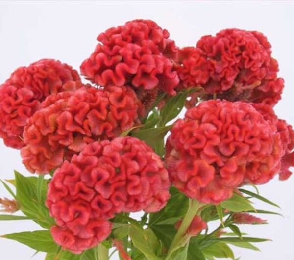 Celosia argentea - Tarajos celózia "Chief Persimmon" (min. 20 szem)
