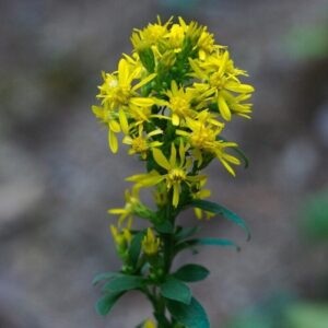 Solidago virgaurea - Aranyvessző ( min. 30 szem)