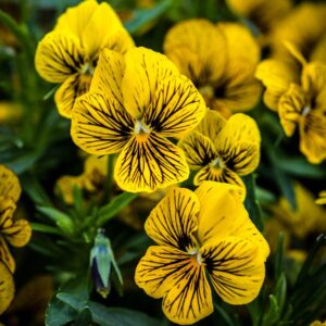 Viola cornuta - Törpe árvácska "Tiger Eye Yellow" (min. 20 szem)