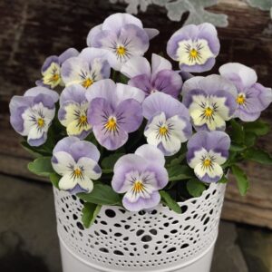 Viola cornuta - Törpe árvácska "Admire Pink Surprise" (min. 20 szem)