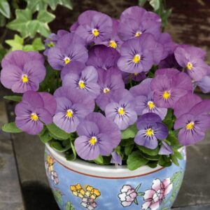 Viola cornuta - Törpe árvácska "Admire Orchid" (min. 20 szem)