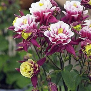 Aquilegia vulgaris - Harangláb "Winky double RW" (min. 20 szem)