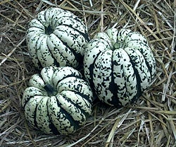 Cucurbita - Dísztök "Heart of gold" (min. 5 szem)