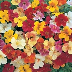 Mimulus x hybridus - Bohócvirág "Magic MIX" (min. 20 szem)