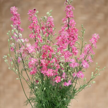 Delphinium consolida - Szarkaláb "King size Scarlet" (min. 40 szem)