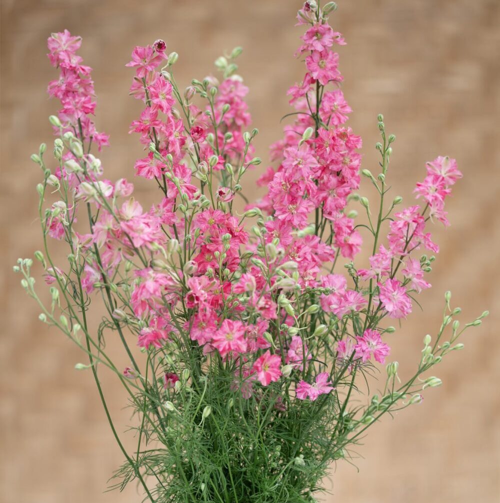 Delphinium consolida - Szarkaláb "King size Scarlet" (min. 40 szem)