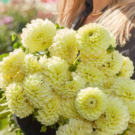 Dália "Banana Baby" (1 db)