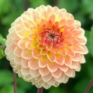 Dália "Blyton Softer Gleam" (1 db)