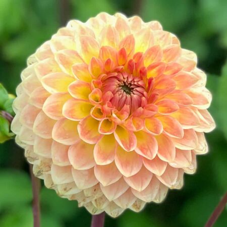 Dália "Blyton Softer Gleam" (1 db)