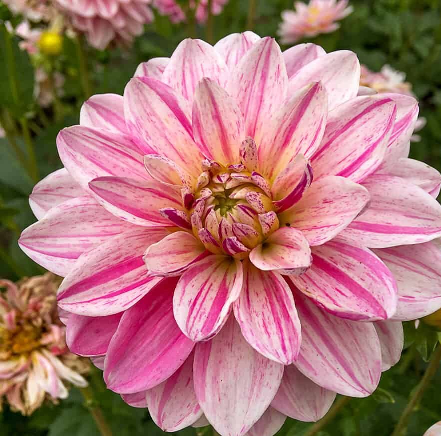 Dália "Bonesta" (1 db)