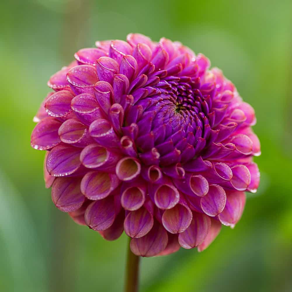 Dália "Caitlin's Joy" (1 db)