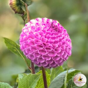 Dália "Frank Holmes" (1 db)