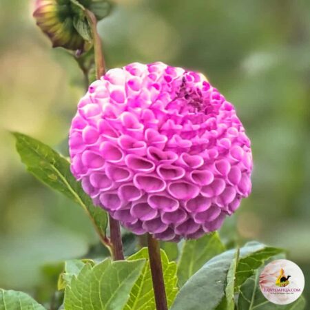 Dália "Frank Holmes" (1 db)