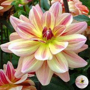 Dália "Happy Butterfly" (1 db)