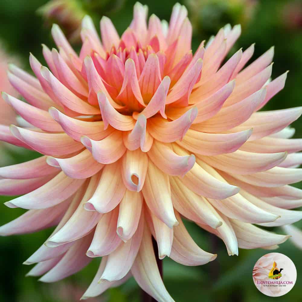 Dália "Henriette" (1 db)