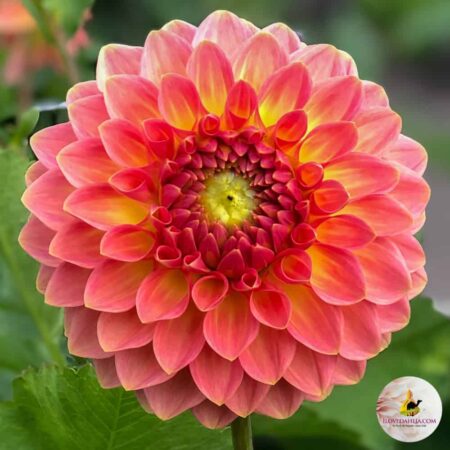 Dália "Hillcrest Suffusion" (1 db)