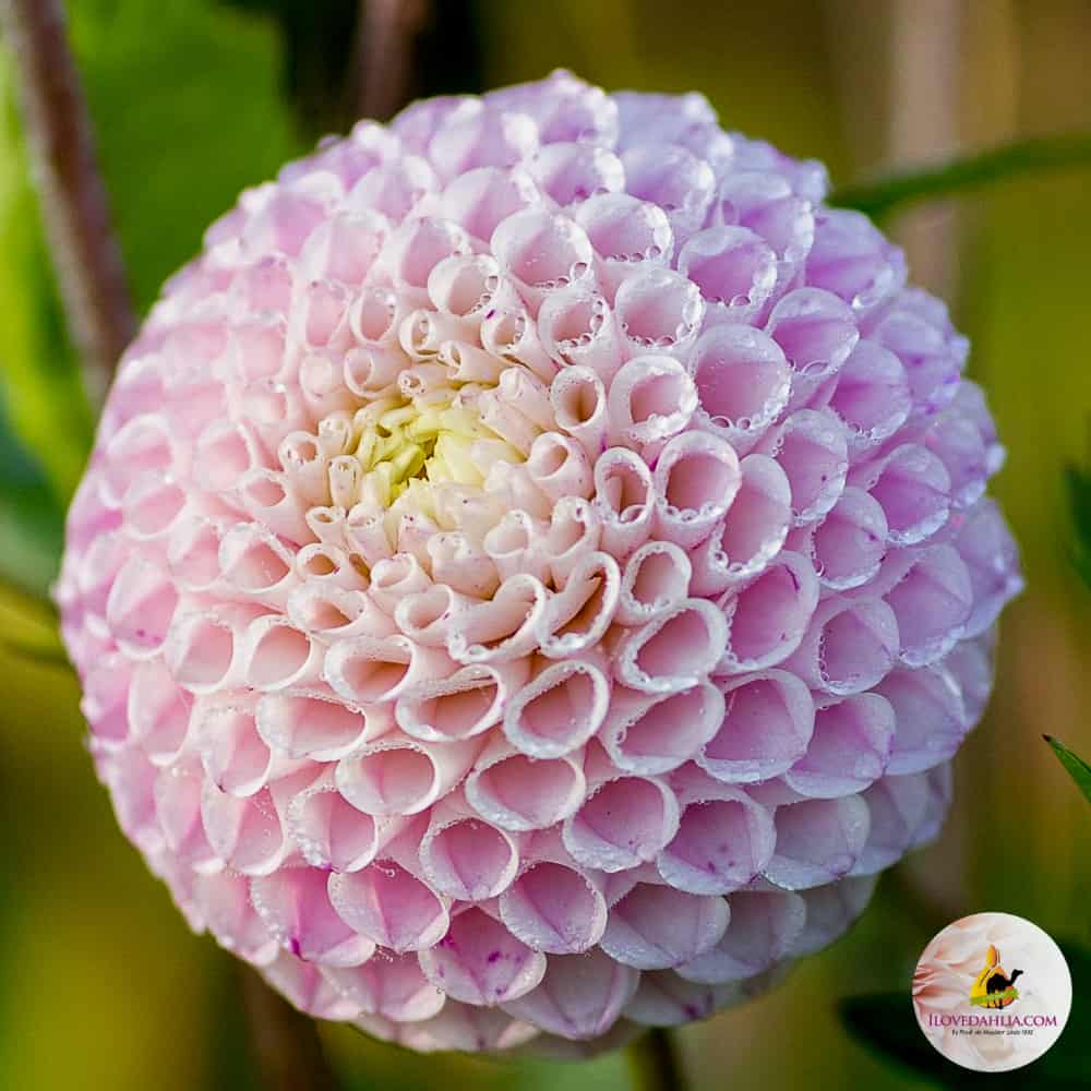 Dália "Maaike" (1 db)