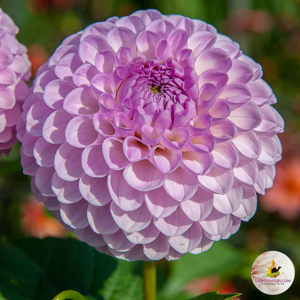 Dália "Megan Dean" (1 db)