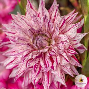 Dália "Mick's Peppermint" (1 db)