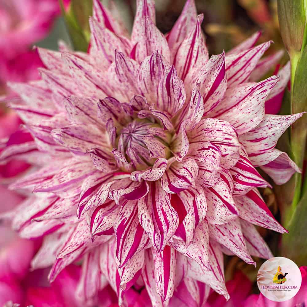 Dália "Mick's Peppermint" (1 db)