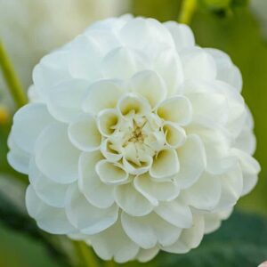 Dália "Orsett Beauty" (1 db)