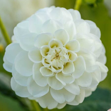 Dália "Orsett Beauty" (1 db)