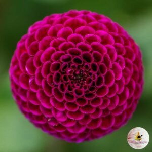 Dália "Rocco" (1 db)