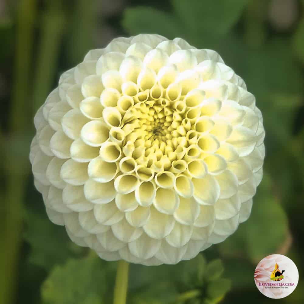 Dália "Ryecroft Jan" (1 db)